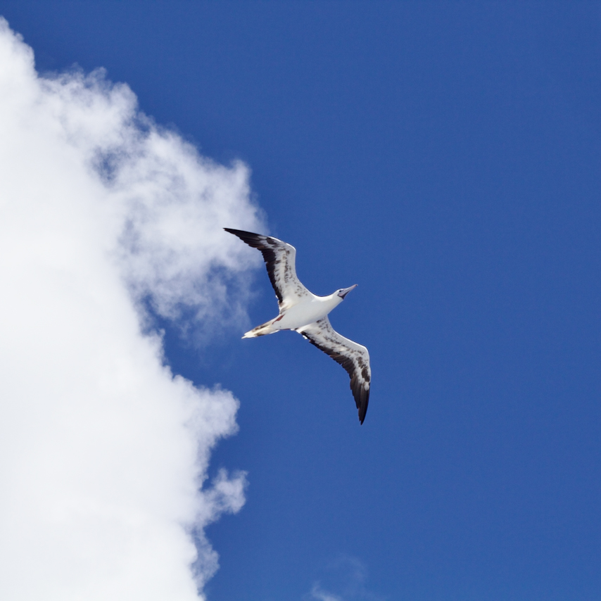 A flying booby. Photo credit Isa Rosso